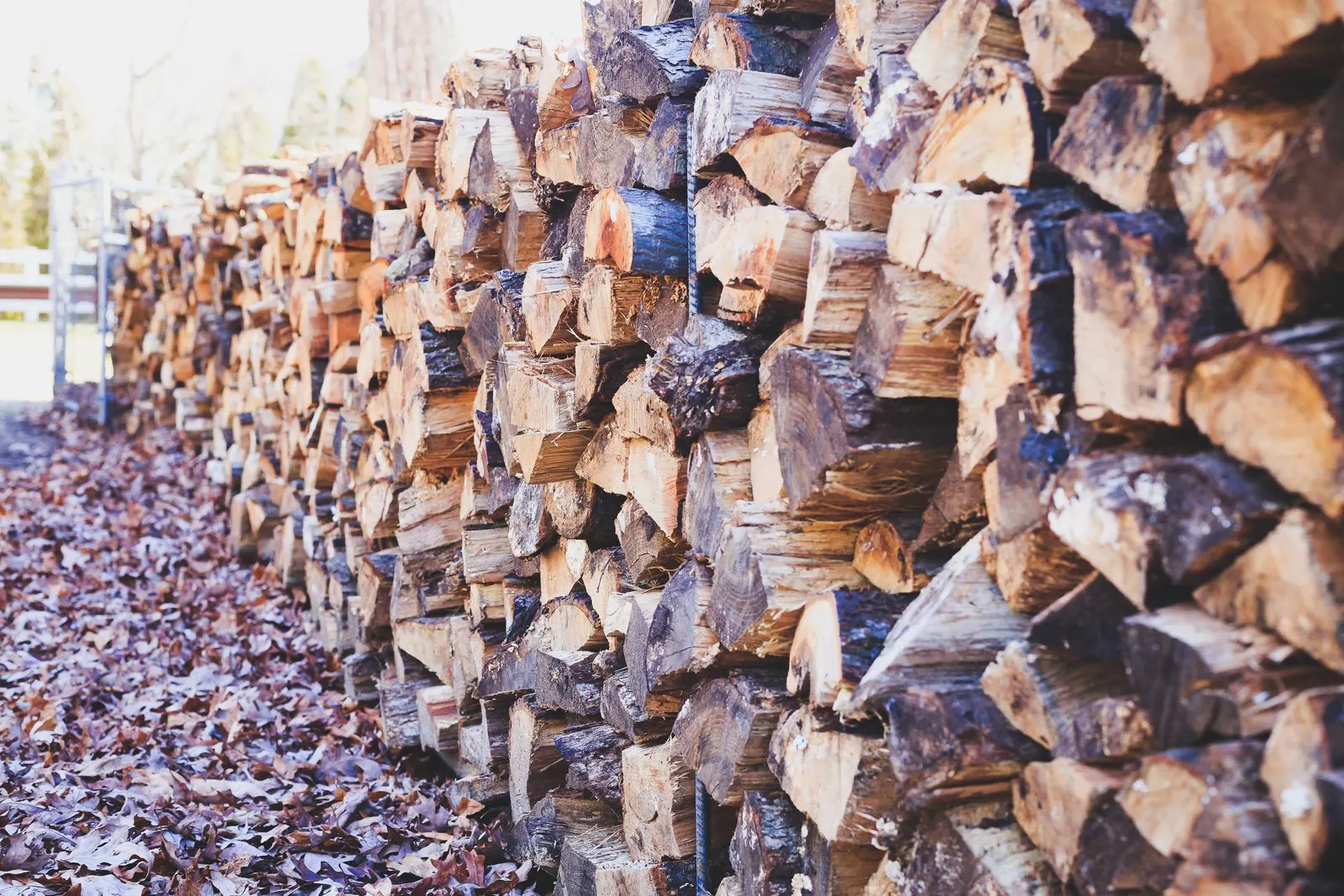 Long tas de bûches fendues empilées dehors, feuilles mortes au sol